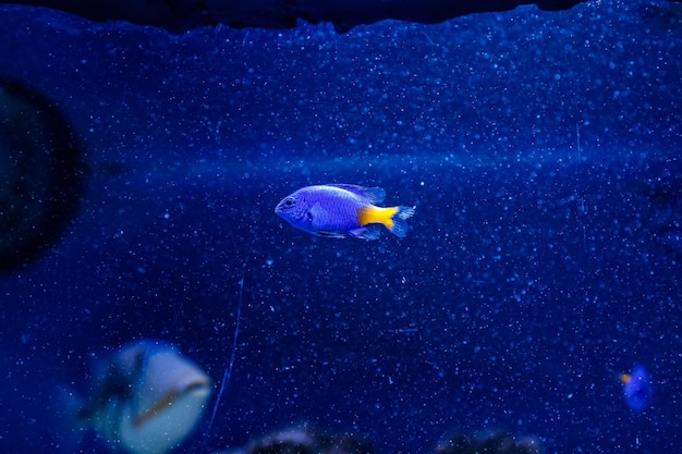 Poisson Chrysiptera à queue jaune Chrysiptera parasema