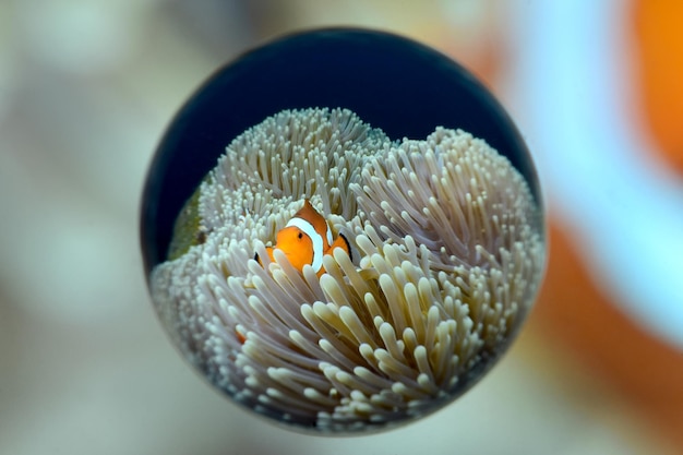 Poisson clown - Amphiprion ocellaris. Photos prises avec un objectif spécial Magic Ball. Bali, Indonésie.
