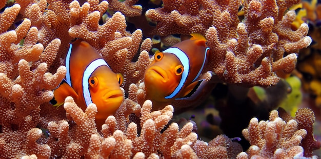 poisson clown et corail sous-marin anémone poisson vie dans la mer illustration 3D