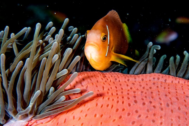 Photo poisson-clown à l'intérieur d'une anémone rouge en indonésie