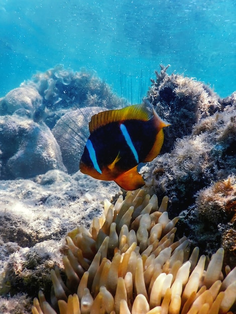 Poisson-clown de la mer Rouge (Amphiprion bicinctus) Mer Rouge, Vie marine