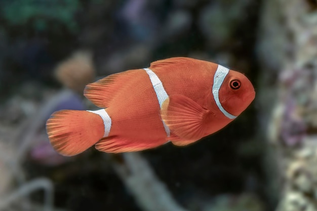 Poisson clown nageant sur la barrière de corail