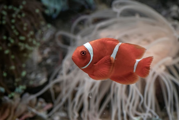 Poisson clown nageant sur la barrière de corail