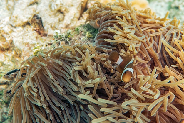 Poisson clown nageant dans la barrière de corail