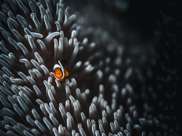 Poisson-clown nageant dans la mer