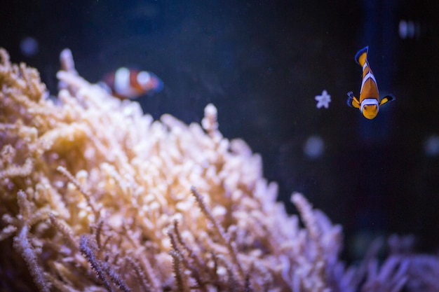 Poisson-clown nageant près du corail en mer