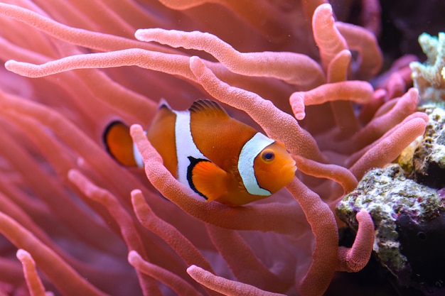 Le Poisson-clown Orange Amphiprion Percula Nage Parmi Les Coraux Dans Un Aquarium Marin.