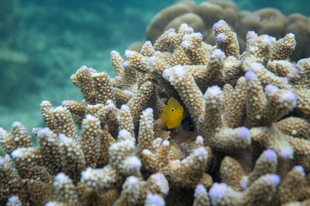 Photo poisson clown orange