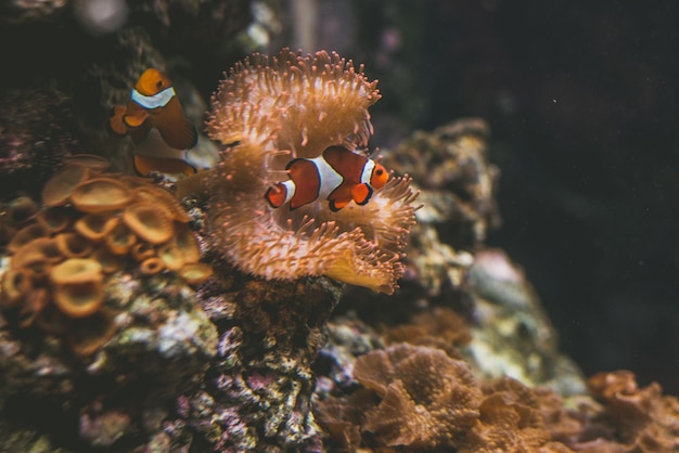Poisson-clown par le corail nageant dans la mer
