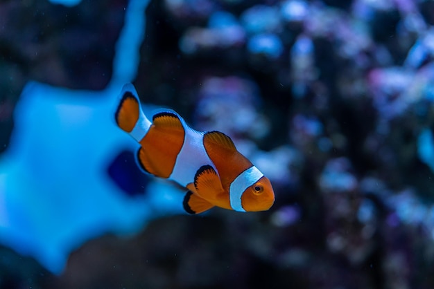 Poisson clown ou poisson clown de la famille des Pomacentridae nageant au-dessus d'un récif corallien