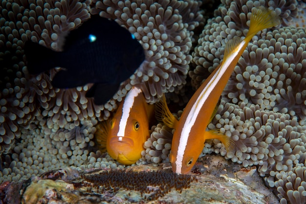 Poisson clown - Poisson clown orange Amphiprion sandaracinos s'occupe des œufs.