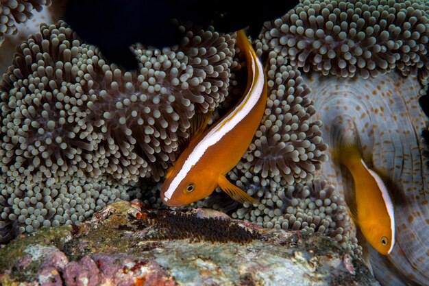 Poisson clown - Poisson clown orange Amphiprion sandaracinos s'occupe des œufs.