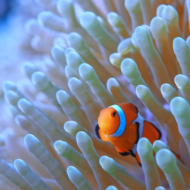 poisson clown récif de corail / macro scène sous-marine, vue sur les poissons de corail, plongée sous-marine