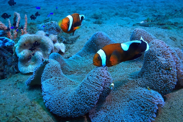 poisson clown récif de corail / macro scène sous-marine, vue sur les poissons de corail, plongée sous-marine