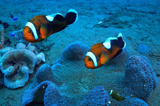 poisson clown récif de corail / macro scène sous-marine, vue sur les poissons de corail, plongée sous-marine