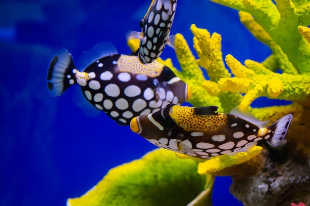 Poisson-clown avec récif corallien dans l'aquarium