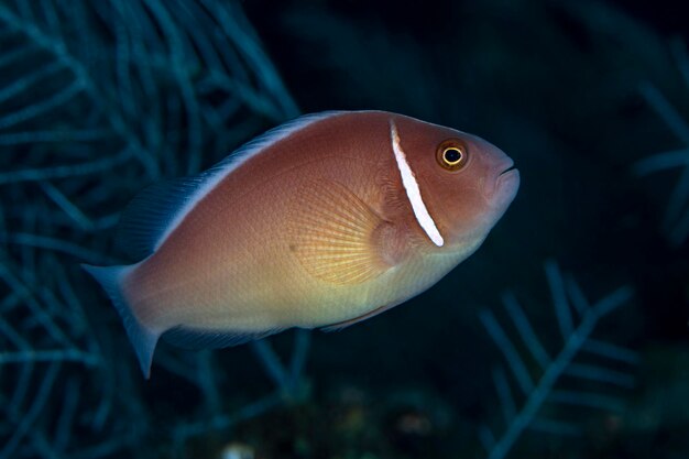 Poisson clown rose - Amphiprion perideraion vivant dans une anémone. La vie marine de Tulamben, Bali.