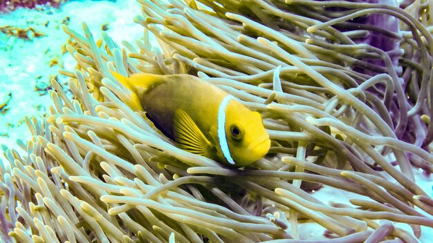 Poisson clown se cachant dans son anémone, Maldives.