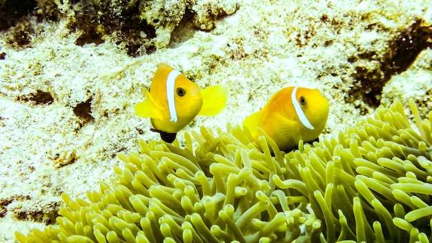 Poisson clown se cachant dans son anémone, Maldives.