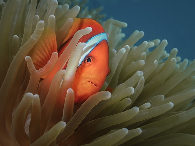 Le poisson-clown se cache dans une anémone