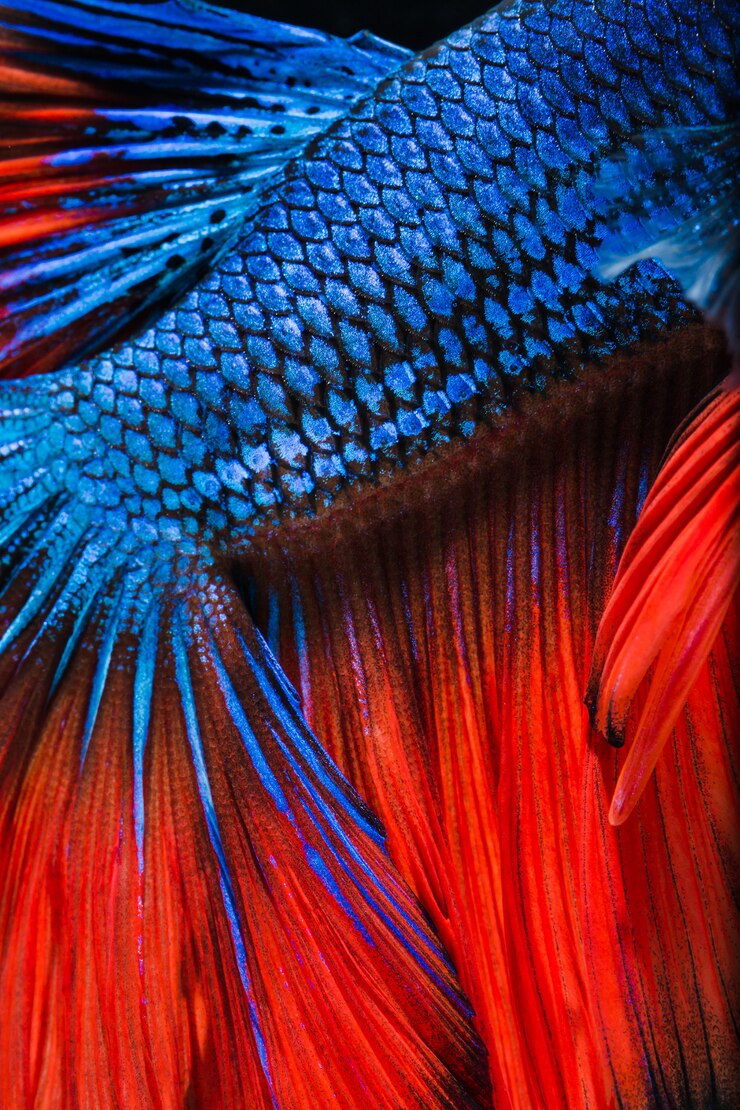 Photo poisson coloré betta bouchent les écailles