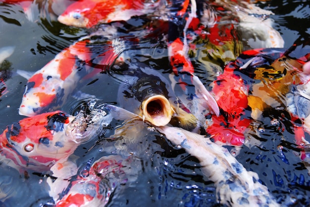 Poisson Coloré De Koi Fantaisie Sur L'eau De Surface