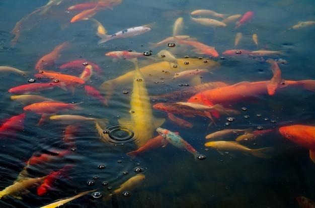 Poisson coloré koi fantaisie nageant dans l&#39;étang artificiel