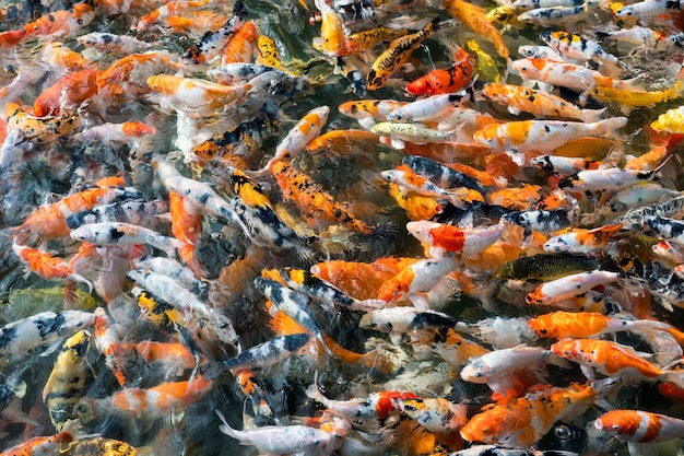 Poisson coloré Koi nageant dans un étang