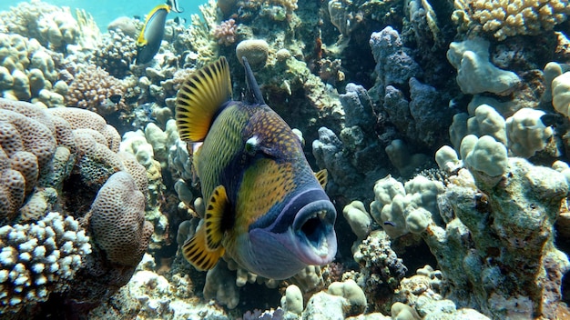 Photo un poisson coloré nage dans l'océan.