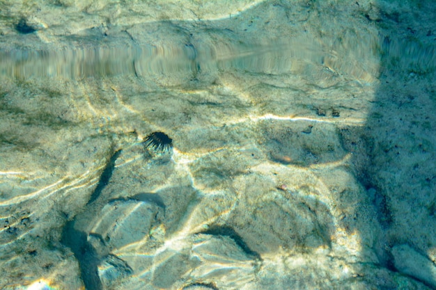 Poisson coloré sous l'eau texture du fond marin des pierres de sable des fonds marins ensoleillés