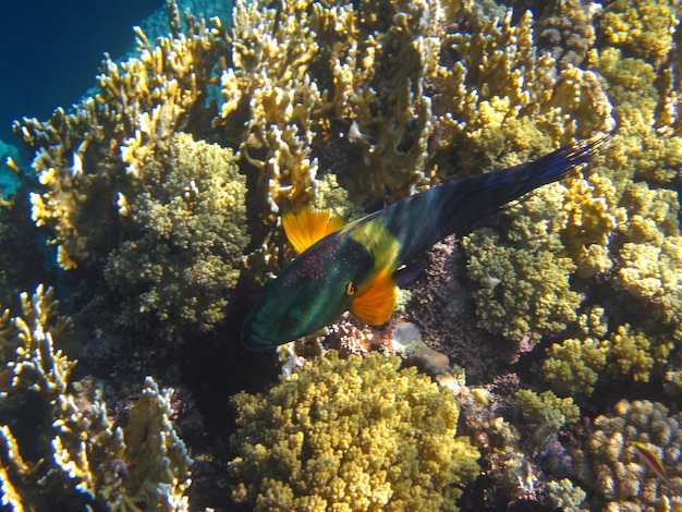 Poisson coloré