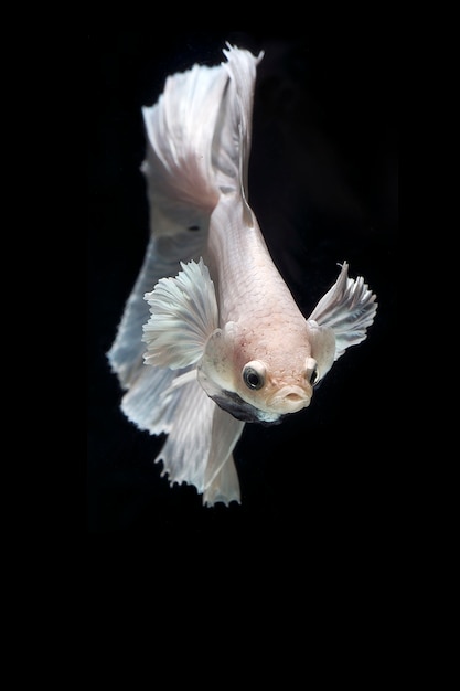 Poisson de combat siamois isolé sur fond noir