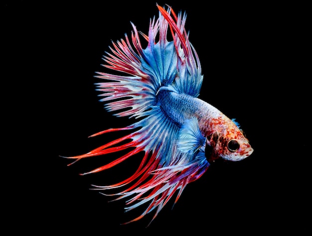 Poisson combattant, Betta splendens, betta Crowntail, poisson combattant siamois, capture de mouvement de