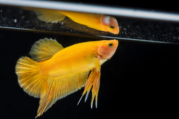 Poisson combattant (Betta splendens) Poisson avec une belle