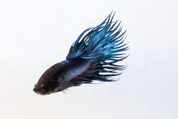 Poisson combattant (Betta splendens) Poisson avec une belle