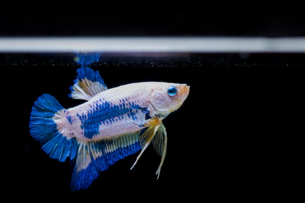 Poisson Combattant (betta Splendens)