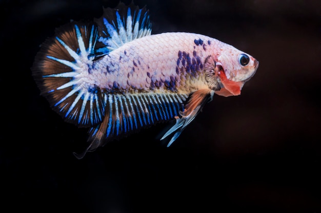 Poisson combattant (Betta splendens)