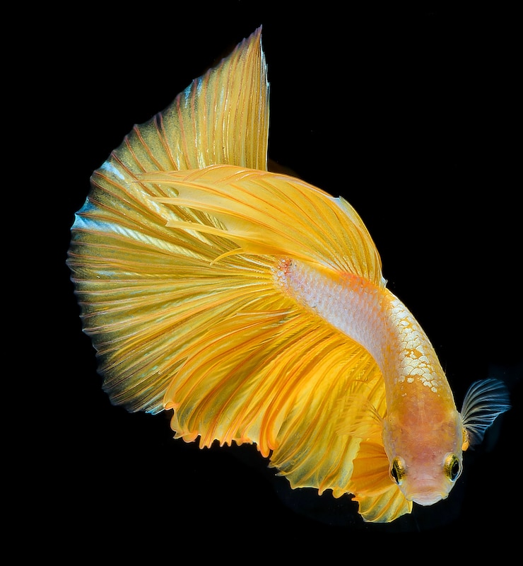 Photo poisson combattant, poisson betta halfmoon, poisson combattant siamois, capture de poisson en mouvement