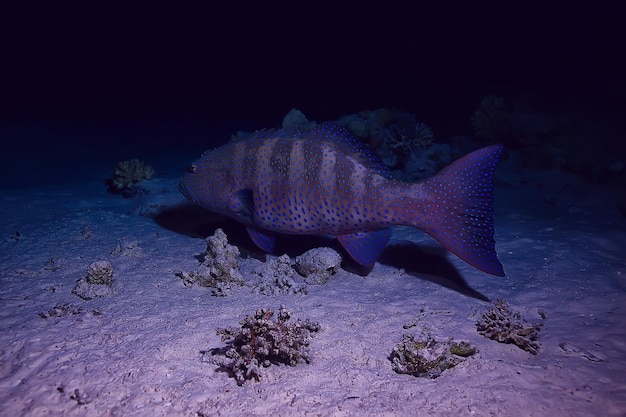 poisson corail dans la photo sous-marine de la mer rouge