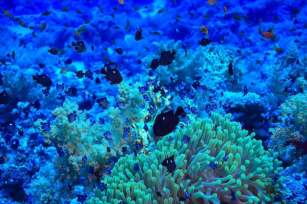 poisson corail dans la photo sous-marine de la mer rouge