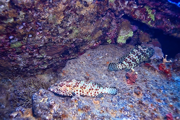 Photo poisson corail dans la photo sous-marine de la mer rouge