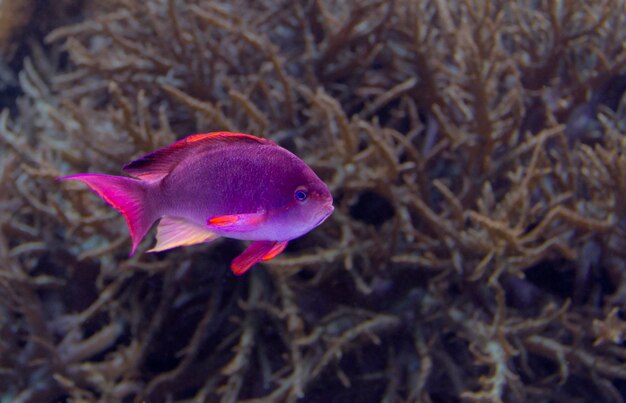 poisson de corail violet