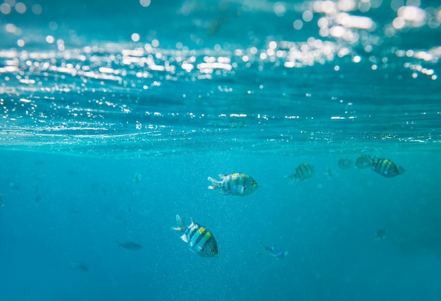 Poisson corail