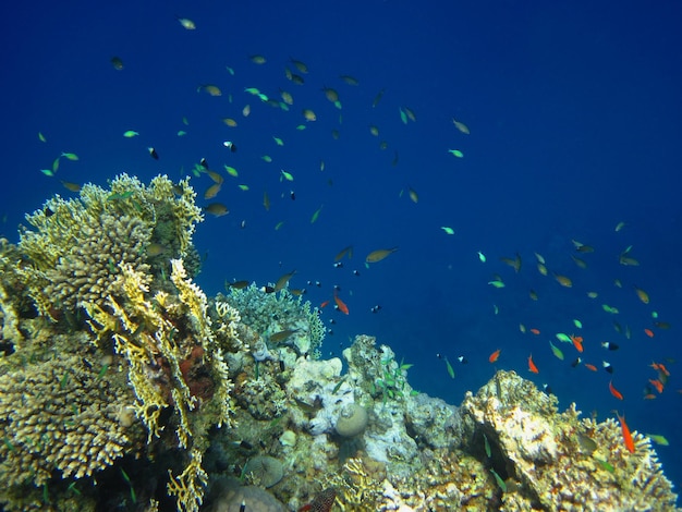 Poisson en corail