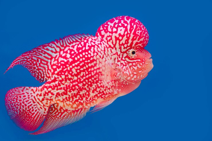 Photo poisson de couleur sur le fond d'écran bleu