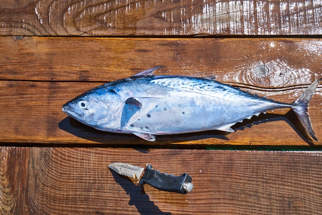 Photo poisson avec couteau