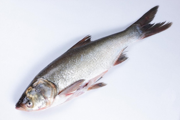 Poisson cru entier isolé sur fond blanc Gros plan de carpe argentée fraîche Vue d'en haut