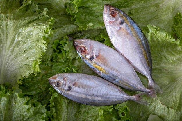 Poisson cru frais sur une feuille de laitue croustillante en gros plan en résolution 4K