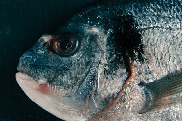 Poisson cru frais sur une surface sombre. Gros plan d'une tête de vivaneau doré