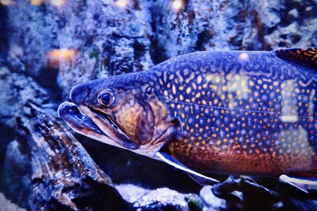 Photo poisson dans un aquarium